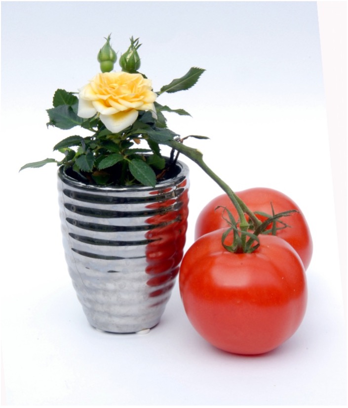 Zen.nl, Zen, meditatie, leren mediteren, Rients Ranzen Ritskes, zenmeester, Freud, surrealisme, koan, realiteit, inspiratie, angsten, verlangens, onderbewuste, weerstand, Dali, droom, perspectief